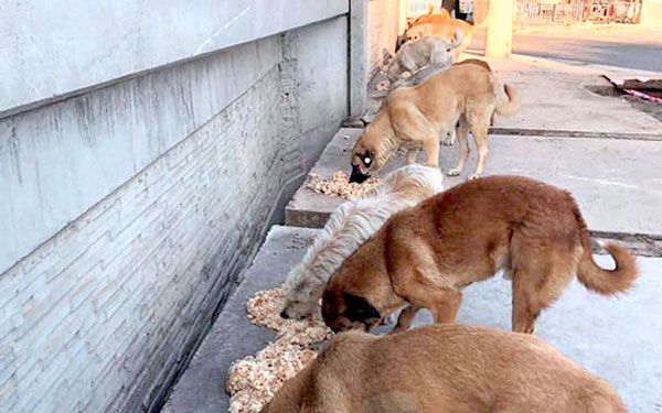 Fütterung herrenloser Hunden in der Türkei